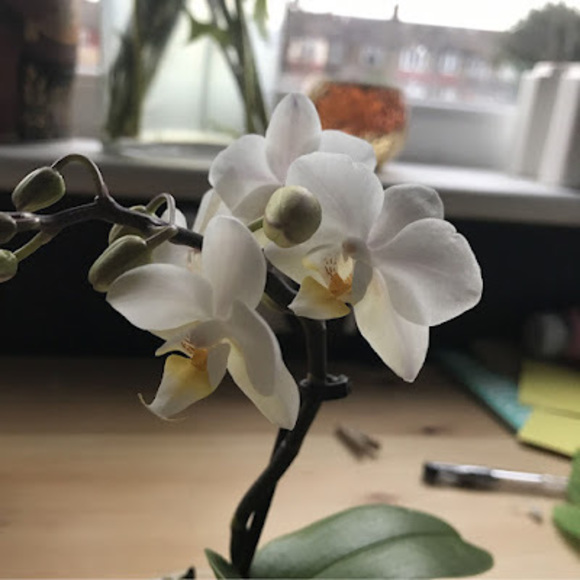 lilliangcovert